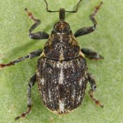 Datonychus urticae (2.9–3.4 mm)