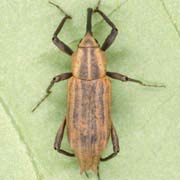 Dicranthus majzlani (4.2–8.4 mm)