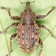 Donus salviae (6–8 mm)