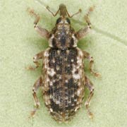 Dorytomus ictor (3.8–4.5 mm)