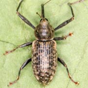 Dorytomus longimanus (4.5–7.5 mm)