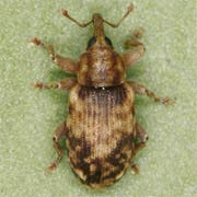 Dorytomus nebulosus (3–4 mm)