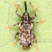 Dorytomus schoenherri (3.5–5.5 mm)