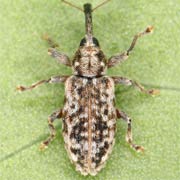 Dorytomus suratus (3–4.5 mm)