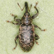 Dorytomus taeniatus (3–4.5 mm)