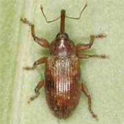 Dorytomus tortrix (4–5.5 mm)