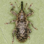 Dorytomus tremulae (4.4–5.5 mm)