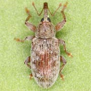 Dorytomus villosulus (3–4 mm)