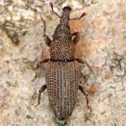 Dryophthorus corticalis (3–4 mm)