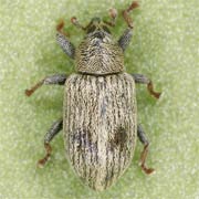Ellescus bipunctatus (2.3–2.7 mm)