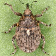 Ethelcus denticulatus (3–4 mm)