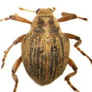 Eubrychius velutus (2.4–2.9 mm)