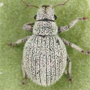 Foucartia squamulata (2.5–3 mm)