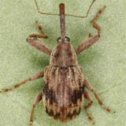 Furcipus rectirostris (4–4.5 mm)