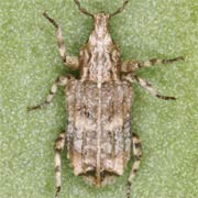 Gronops lunatus (3–3.6 mm)
