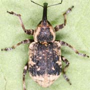 Grypus equiseti (4.8–6 mm)