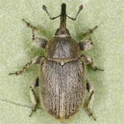 Gymnetron asellus (4–5.6 mm)