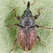 Gymnetron pascuorum (1.5–2.1 mm)