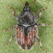 Gymnetron pirazzolii (2–2.1 mm)