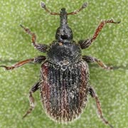 Gymnetron rotundicolle (1.9–2.5 mm)