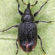 Gymnetron stimulosum (1.5–2.3 mm)