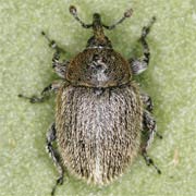 Gymnetron tetrum (1.5–5.5 mm)