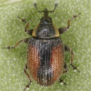 Gymnetron veronicae (2–2.3 mm)