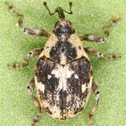 Hadroplontus litura (3–3.7 mm)