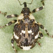 Hadroplontus trimaculatus (3.1–4 mm)