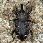 Hylobius abietis (8–14 mm)