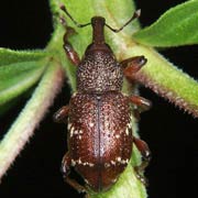 Hylobius transversovittatus (9–11 mm)