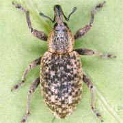 Hypera adspersa (4–6.5 mm)