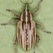 Hypera arator (4.5–6 mm)