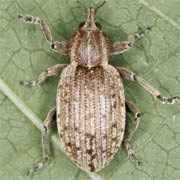 Hypera diversipunctata (5.7–7 mm)