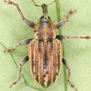 Hypera meles (3.7–4.5 mm)