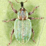 Hypera nigrirostris (3–3.8 mm)