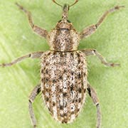 Hypera pastinacae (3.5–4.5 mm)