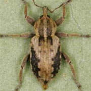 Hypera plantaginis (3.8–5 mm)