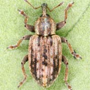 Hypera venusta (2.9–3.7 mm)