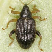 Isochnus populicola (2.2–2.6 mm)