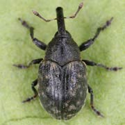 Larinus jaceae (6–8 mm)