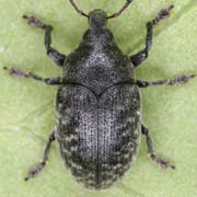 Larinus obtusus (5–6.5 mm)