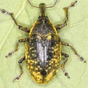 Larinus sturnus (8–12 mm)