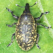 Larinus turbinatus (4–9 mm)