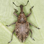 Lepyrus capucinus (8–12 mm)