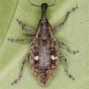 Lepyrus palustris (8–13 mm)