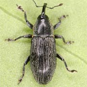 Limnobaris dolorosa (2.6–4.5 mm)