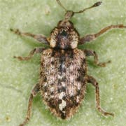 Limobius borealis (2.5–3 mm)