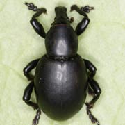 Liparus dirus (16–20 mm)