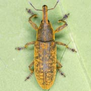 Lixus bardanae (8–12 mm)